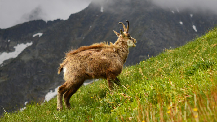 Wildtiere in der Hohen Tatra litten unter Sommerhitze