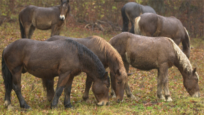 Pferde-Idylle im Nationalpark: Muránska Planina