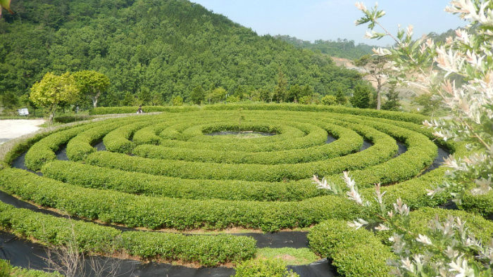 Južná Kórea – unikátne čajové plantáže, rituály a kúpele