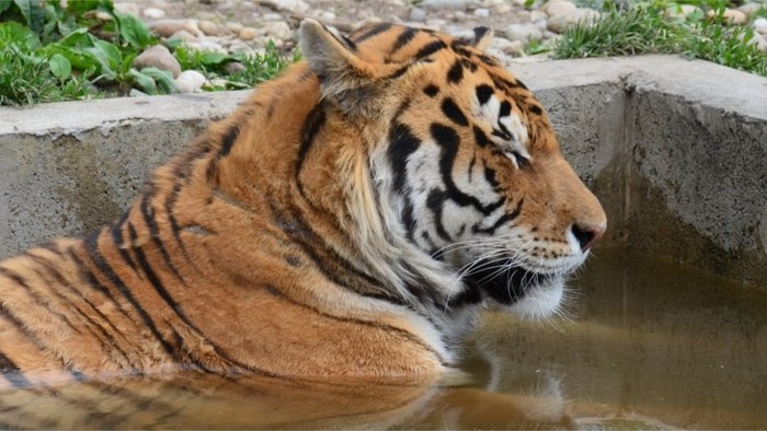 400 Kilogramm Fleisch, 33 Großkatzen und eine Oase