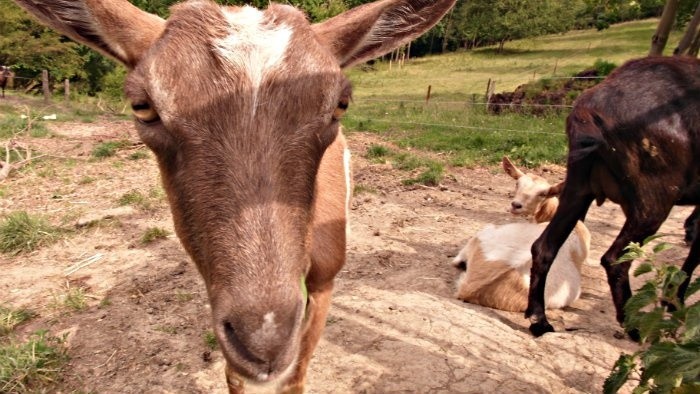 Návrat k sobotnej relácii Štvorlístok a téme farmárčenia