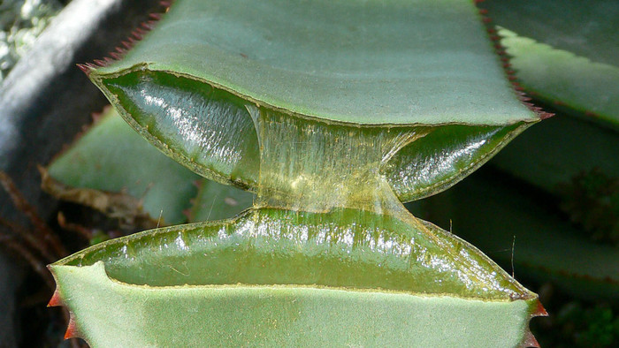 Aloe Vera