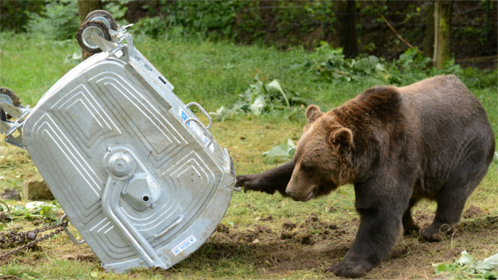 Criminal complaint over illegal feeding of bears