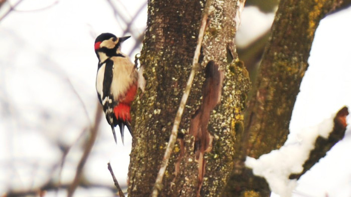 Blutspecht, Fliegenschnäpper und Beethoven: Vogelbeobachtung in der Slowakei