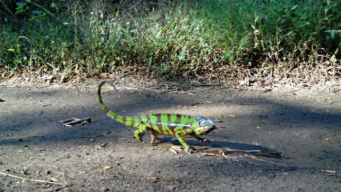 047IMAG0243-chameleon