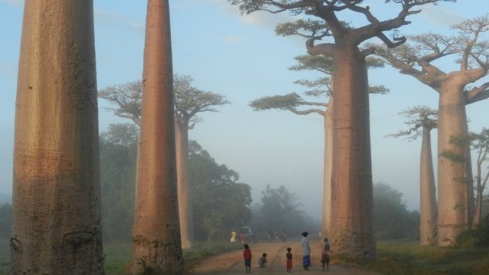 Baobaby-Morondava-DSCN0220-redu