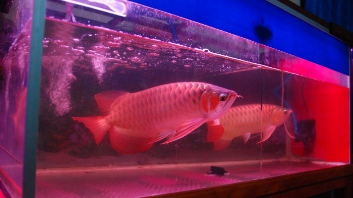 arowana-1