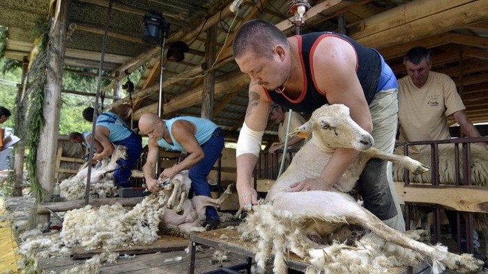 Campeonato nacional de esquilado de ovejas en Liptovská Lúžna