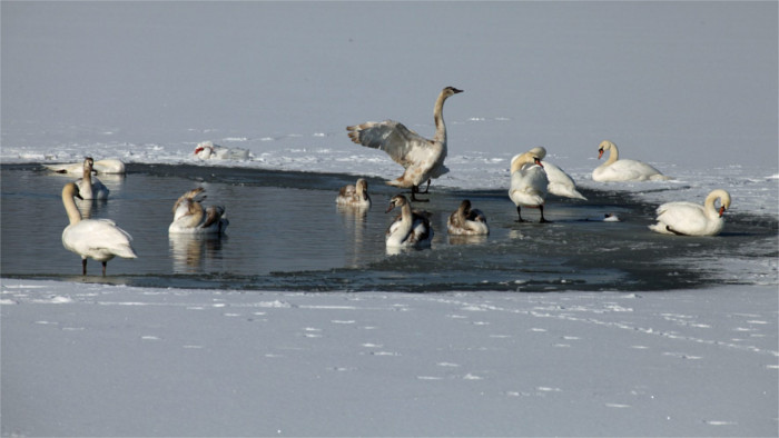 European BirdWatch 2024 auf dem ostslowakischen Stausee Malá Domaša