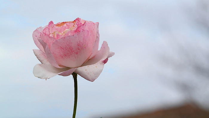 Der Duft von Tausenden Rosen schwebt in Dolná Krupá weit und breit über zwei Rosarien