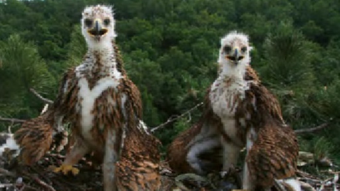 Dos crías de Águila real engañaron la naturaleza - Ciencia y Tecnología -  Rádio RSI Español