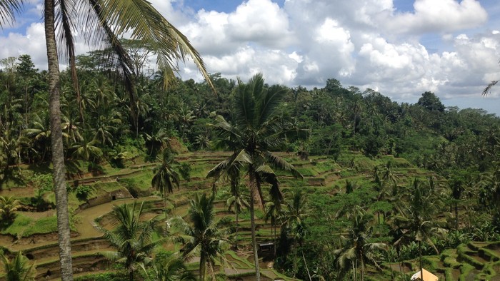 1 - ryžové terasy Tegallalang (Ubud).jpg