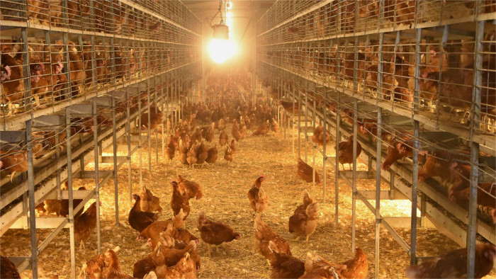 Poultry breeders receive €3.5 million in 2020