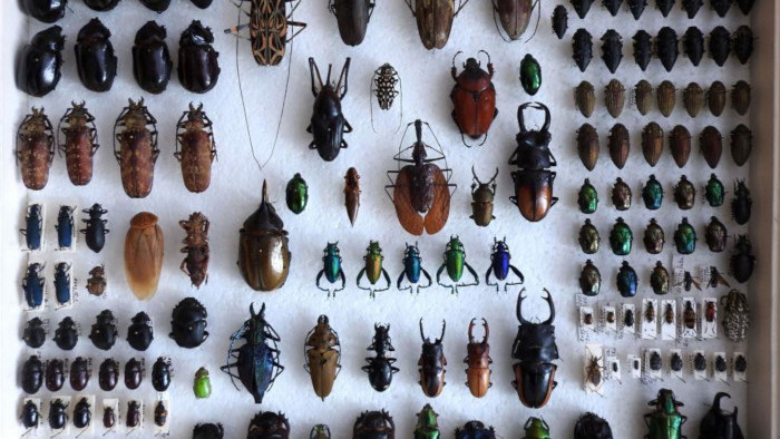 Entomologická zbierka