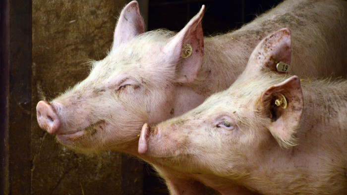 Veľkokapacitná farma ošípaných pri Kolárove