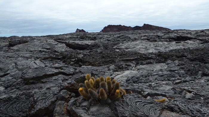 Lava cactus.JPG