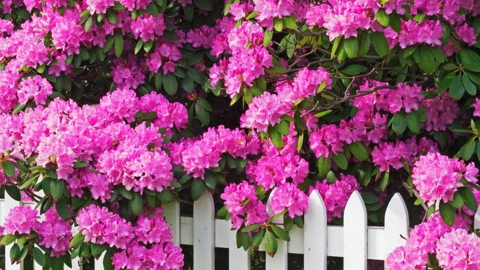 Zo zeme (s Barbarou) / Požerky na rododendrone (nosánik ryhovaný)