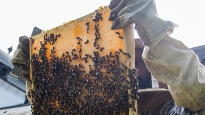Beekeeping and honey making in Slovakia