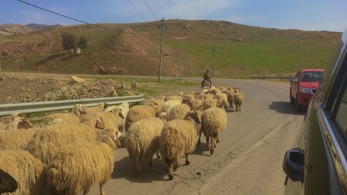 zelena krajina z auta.JPG