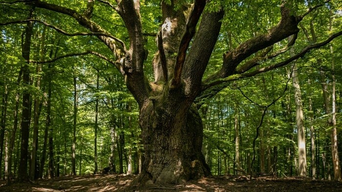 Tajný život stromov