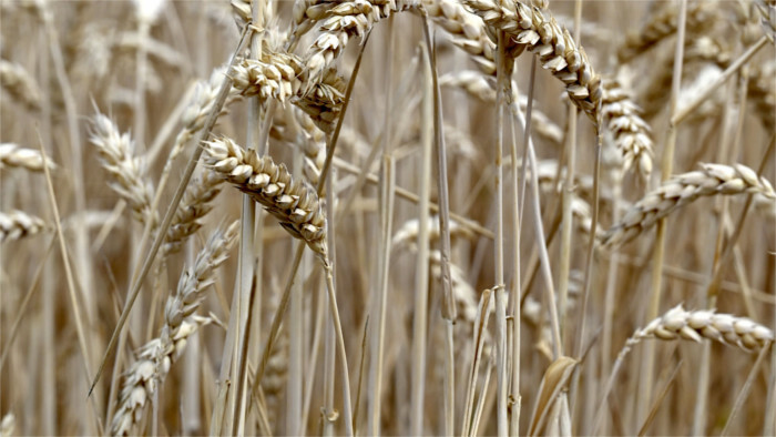 El Gobierno eslovaco prohíbe la importación de cereales y otros alimentos ucranianos