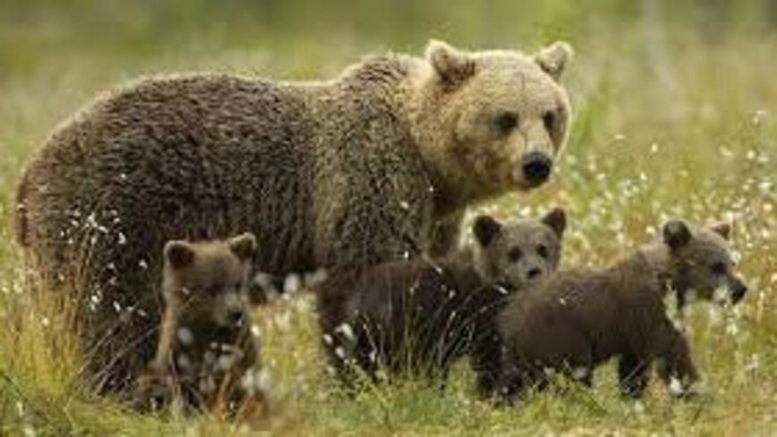 En Poľana cartografiarán la población de osos pardos con biometría