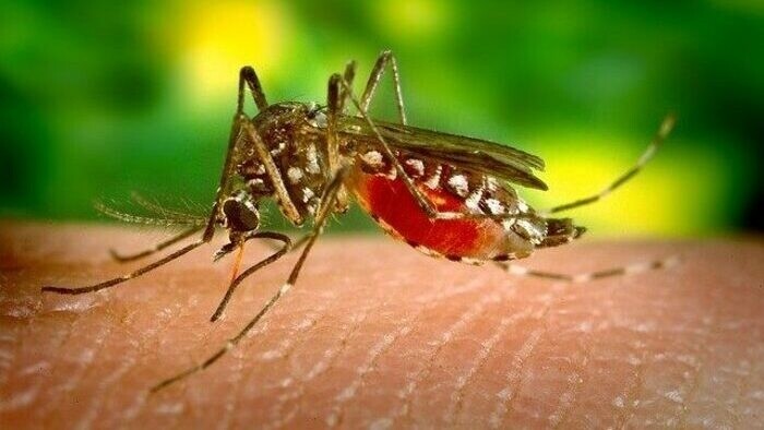 Dangerous tiger mosquito reached Slovakia