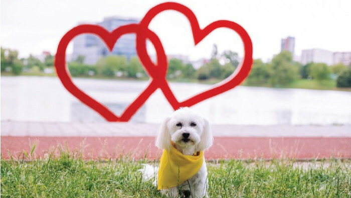 Le chien au foulard jaune