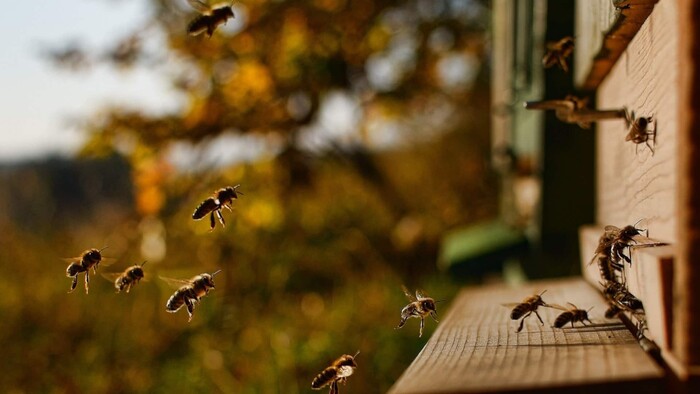 Vojdite do úľa a kompletne sa zrelaxujte v liečivej spoločnosti včiel