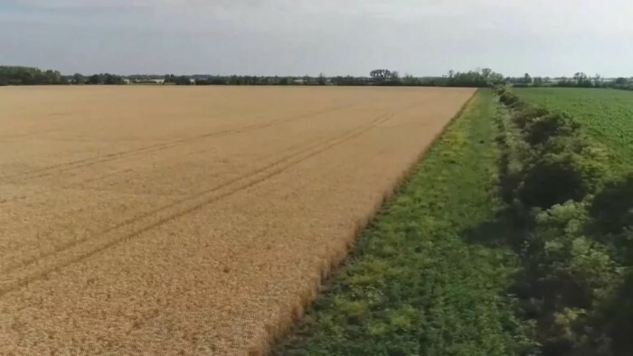 Biotopstreifen fördern Artenvielfalt auf Feldern