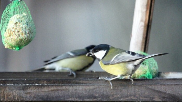 La première “Vtáčia hodinka” - surveillance d’oiseaux aura lieu pour la première fois en Slovaquie jusqu'à dimanche