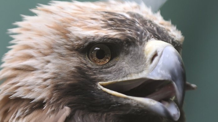 Počas víkendu sa uskutočnil siedmy ročník zimného sčítania dravého vtáctva