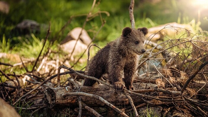 K veci: Envirorezort mení prístup k medveďom