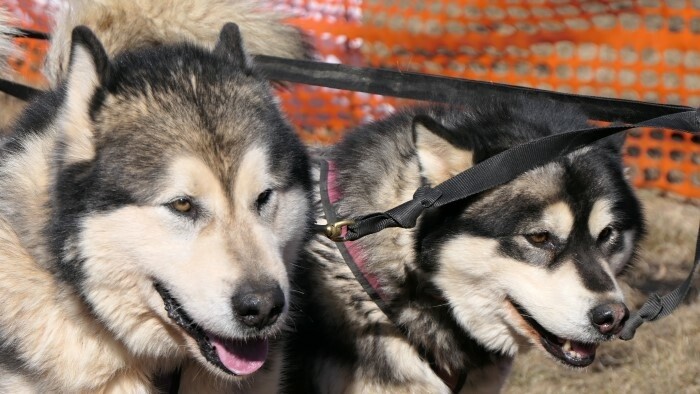 Il y aura une course internationale de traîneaux à chiens à la grotte de glace de Dobšinská