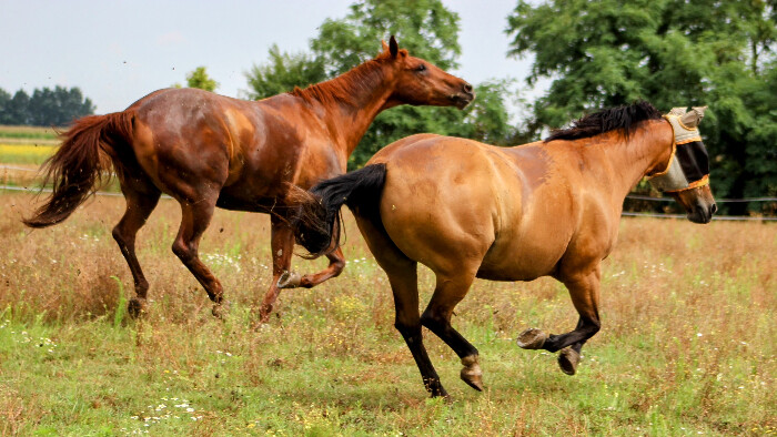 V Hornom Bare chovajú kone na terapeutické účely