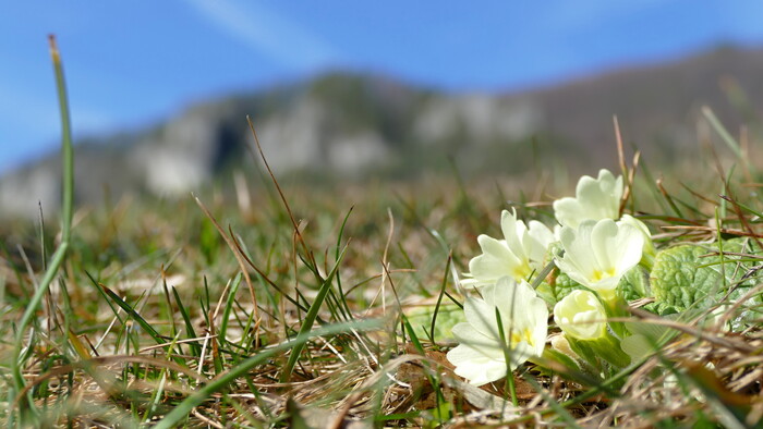 Botanické názvy