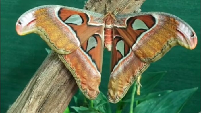 Jedinečného najväčšieho motýľa na svete už môžete vidieť aj na Slovensku