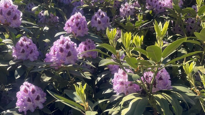O pestovaní rododendronov | Komu sa nelení