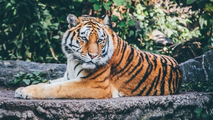 V Južnej Kórei si poradili s obchodovaním s časťami zvierat