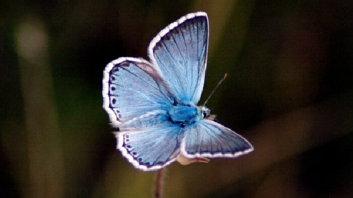 V týchto dňoch prebieha 24. ročník kampane Belasý motýľ