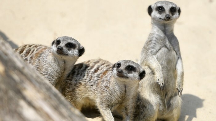 Depuis janvier, 120 naissances au zoo de Košice