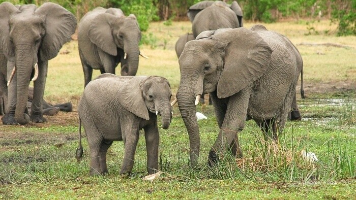 Slony sa oslovujú menami