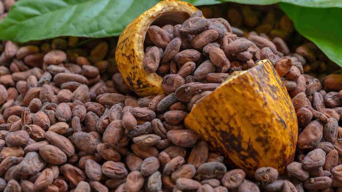 Kakaové bôby len tak na chrúmanie?
