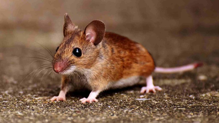 Vedci dokázali zmeniť nezdravý tuk u myší na zdravý 