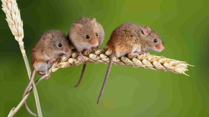 Injekcia na dlhovekosť myší 
