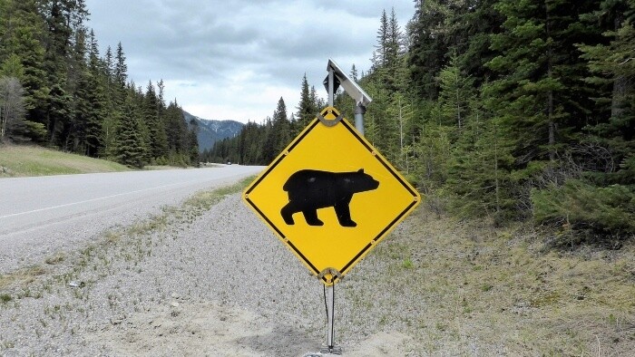 V Kanade medvede neriešia puškou, ale trackerom