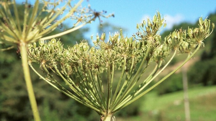 Invasive Pflanzenarten in der Slowakei 