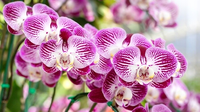 Pestovatelia orchidejí na Floride majú od nového prezidenta očakávania