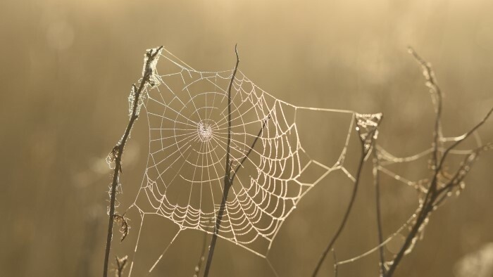 Neue Spinnenarten in der Slowakei entdeckt