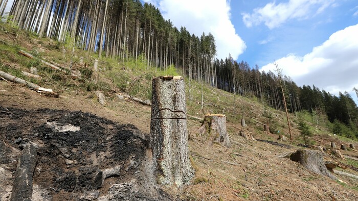 Odlesňovanie na Čiernom Balogu zvyšuje riziko častých povodní